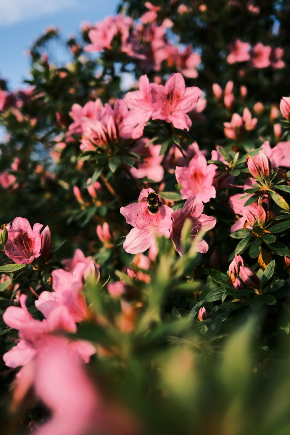 a bunch of pink flowers that are blooming