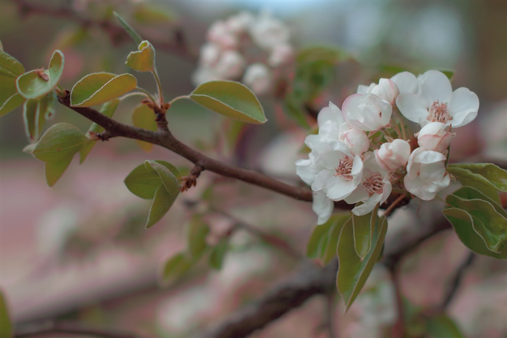 ein Zweig eines Baumes mit weißen Blüten