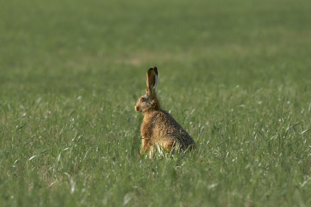 a rabbit sitting in a field of tall grass
