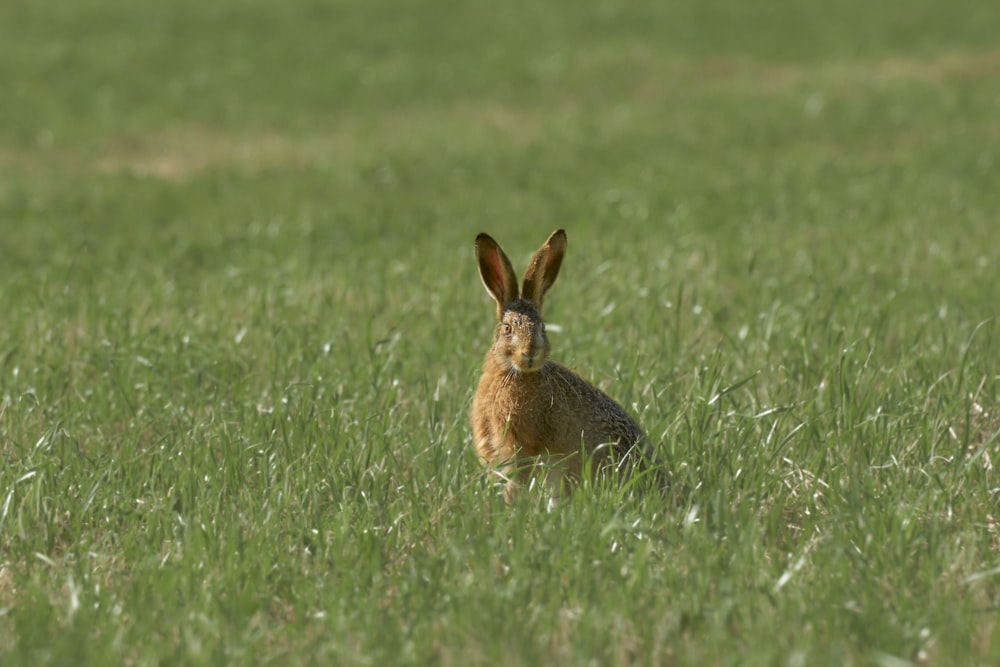 a rabbit is sitting in the middle of a grassy field
