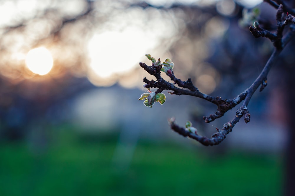 a tree branch with small leaves in front of the sun