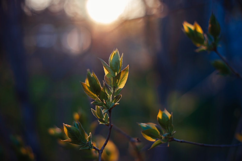 Un primer plano de la rama de un árbol con el sol en el fondo