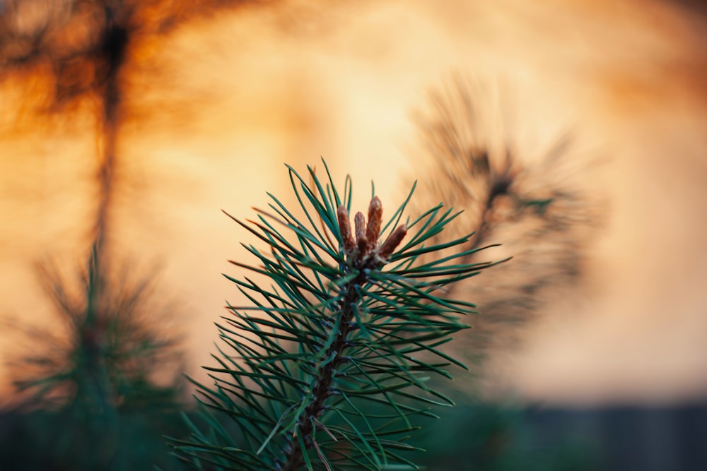 a close up of a pine tree branch