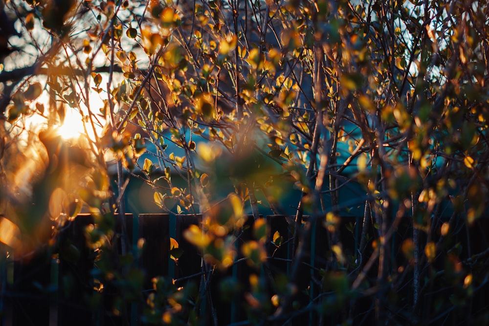 the sun shines through the branches of a tree