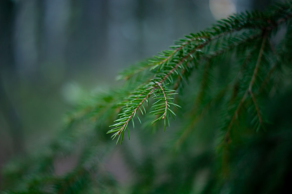 a close up of a pine tree branch