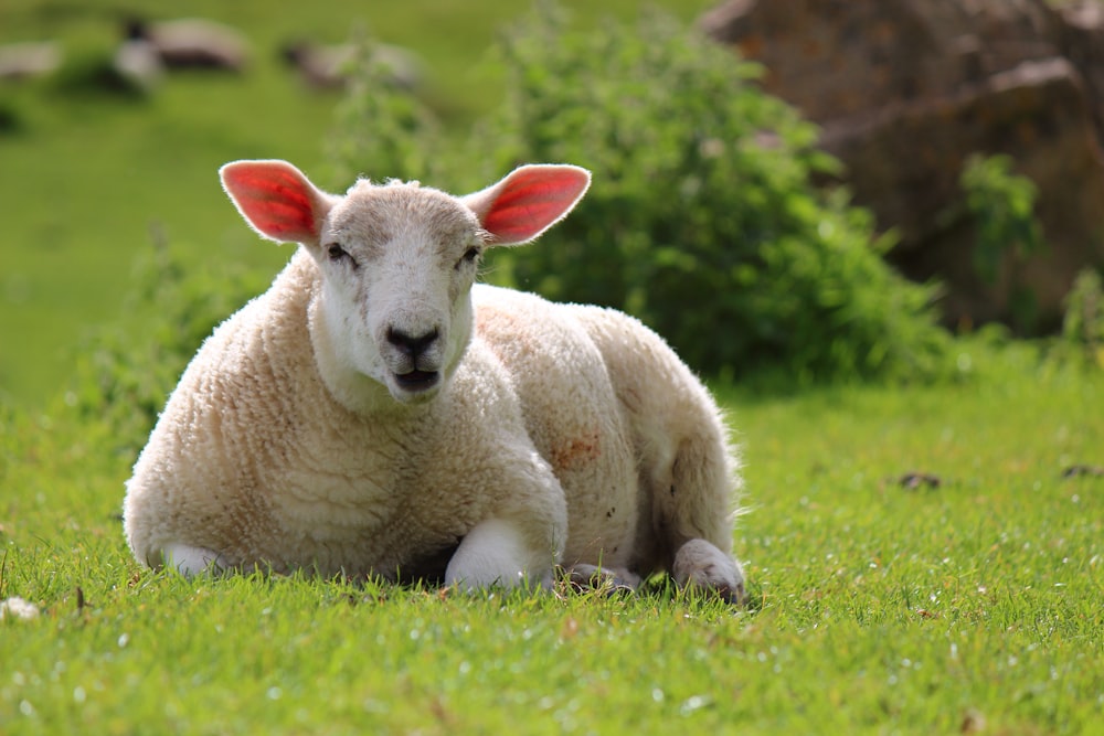 a sheep with a red ear laying in the grass