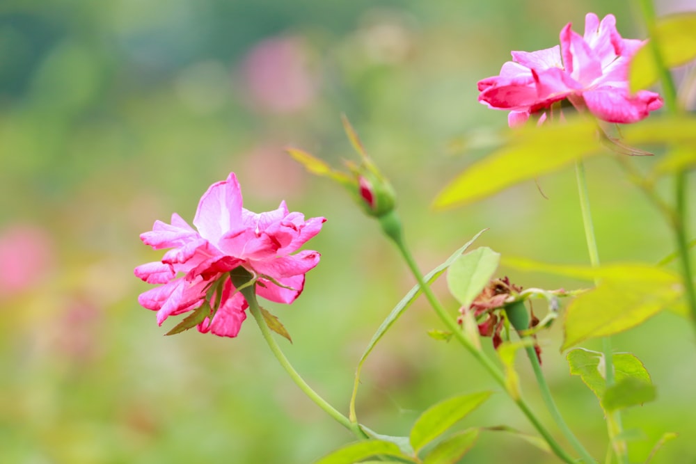 a close up of pink flowers in a field