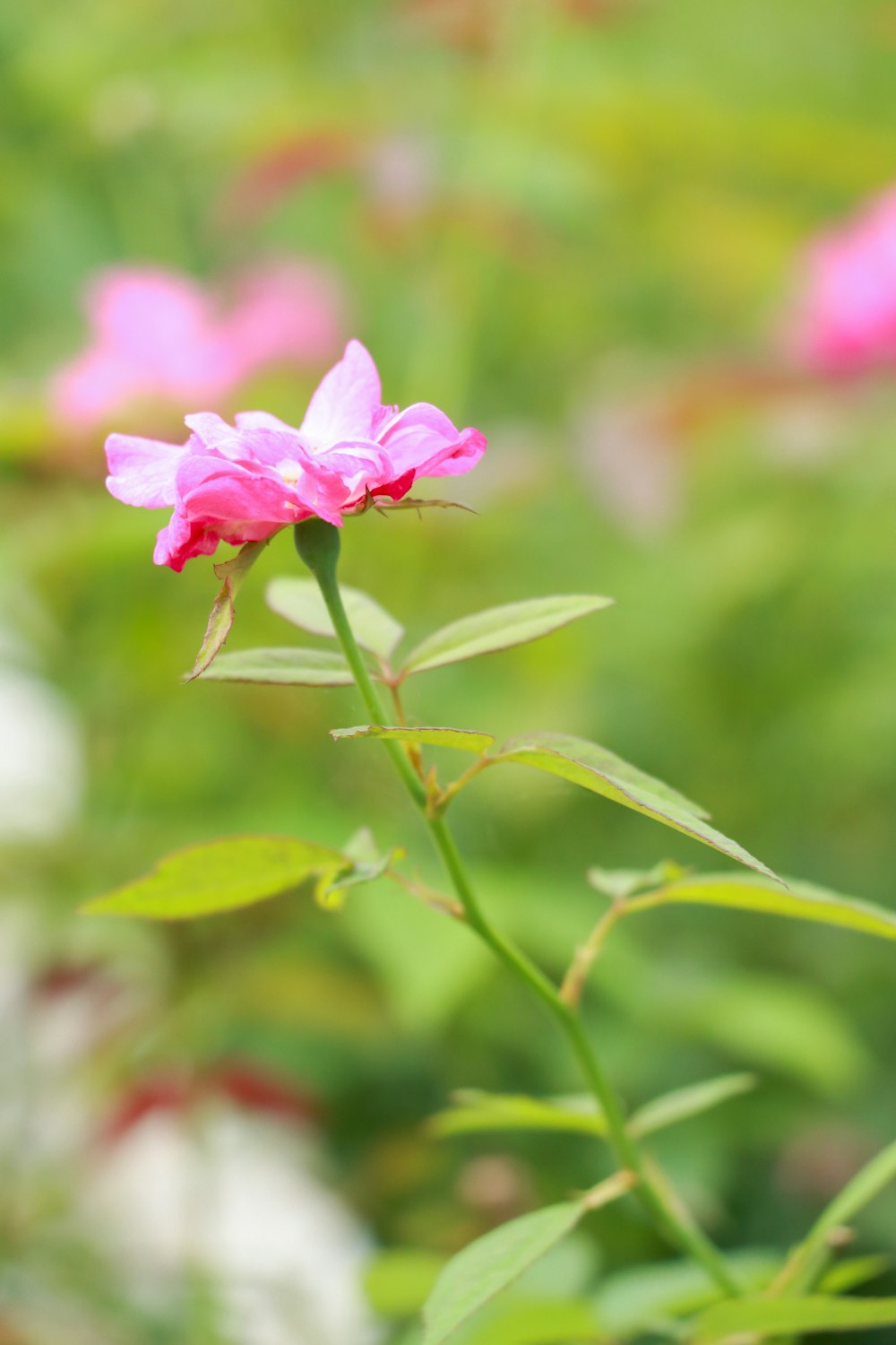 a pink flower with green leaves in the background