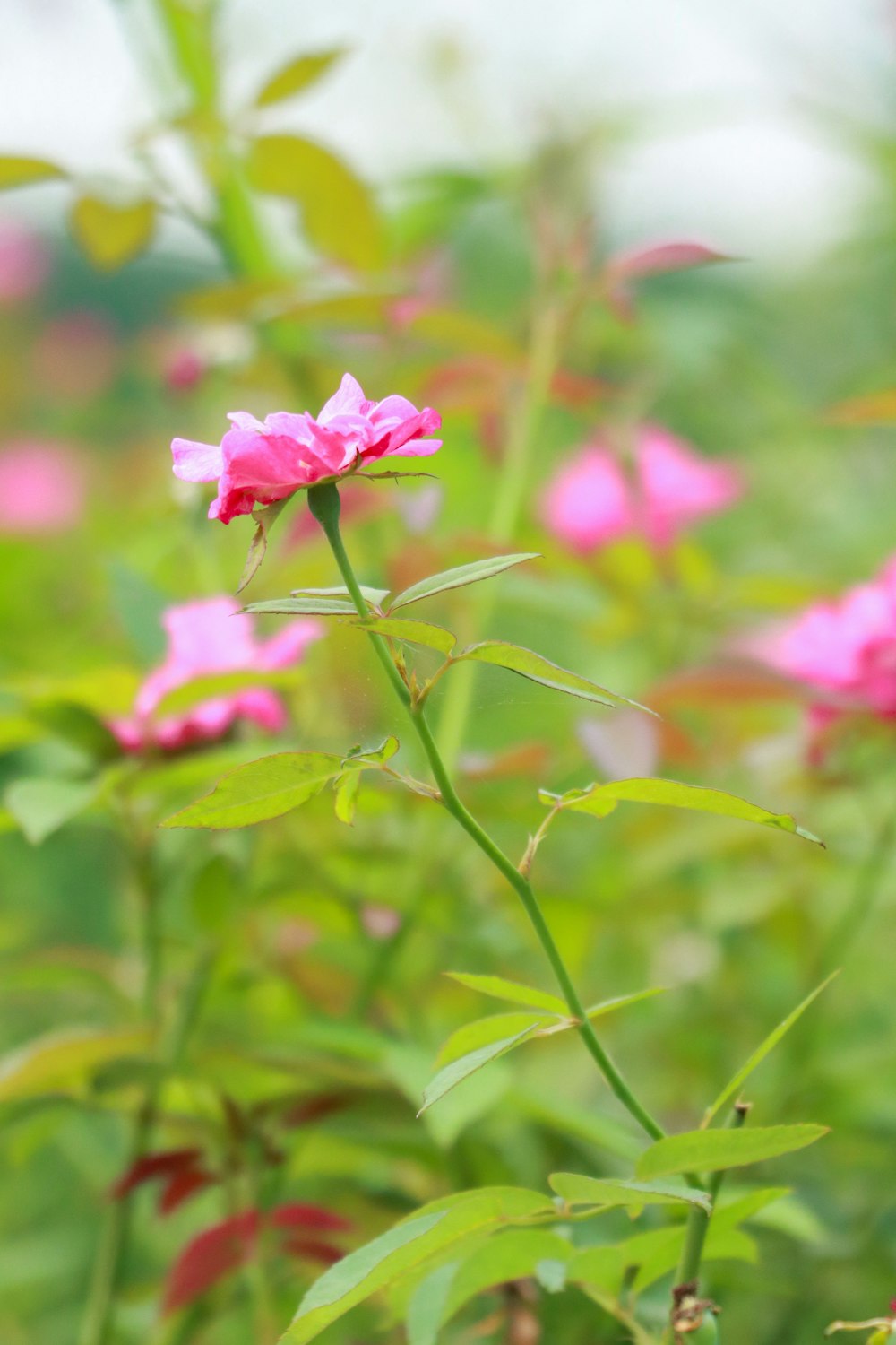 um campo de flores cor-de-rosa com folhas verdes
