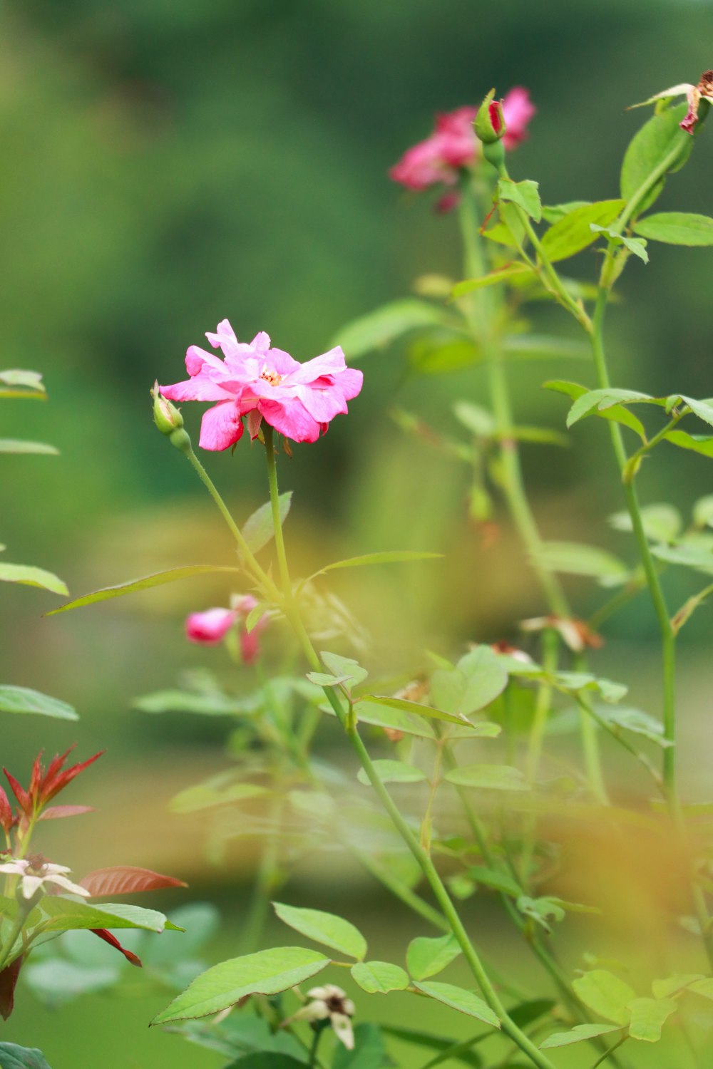 a pink flower with green leaves in the background