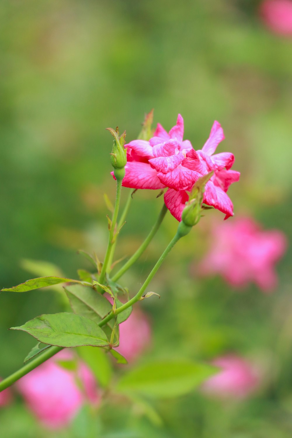 a close up of a pink flower with green leaves