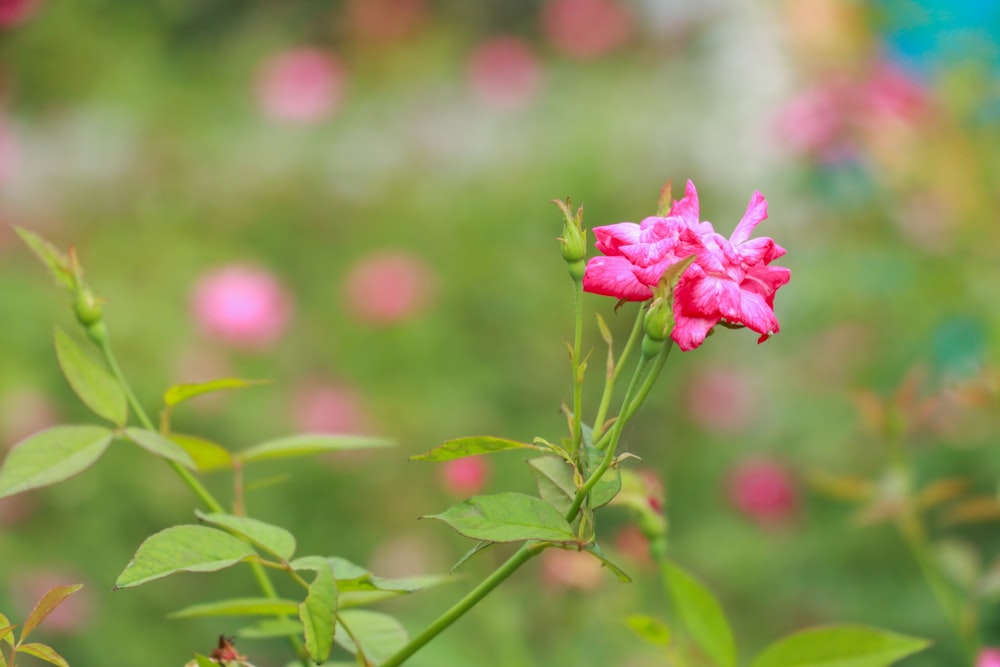 Un fiore rosa in un campo di fiori