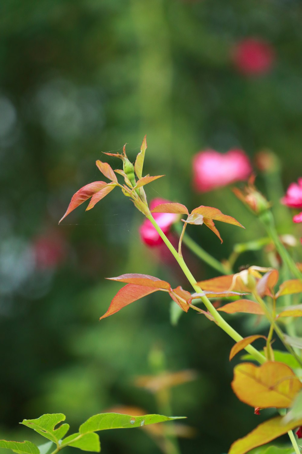 a close up of a plant with pink flowers in the background