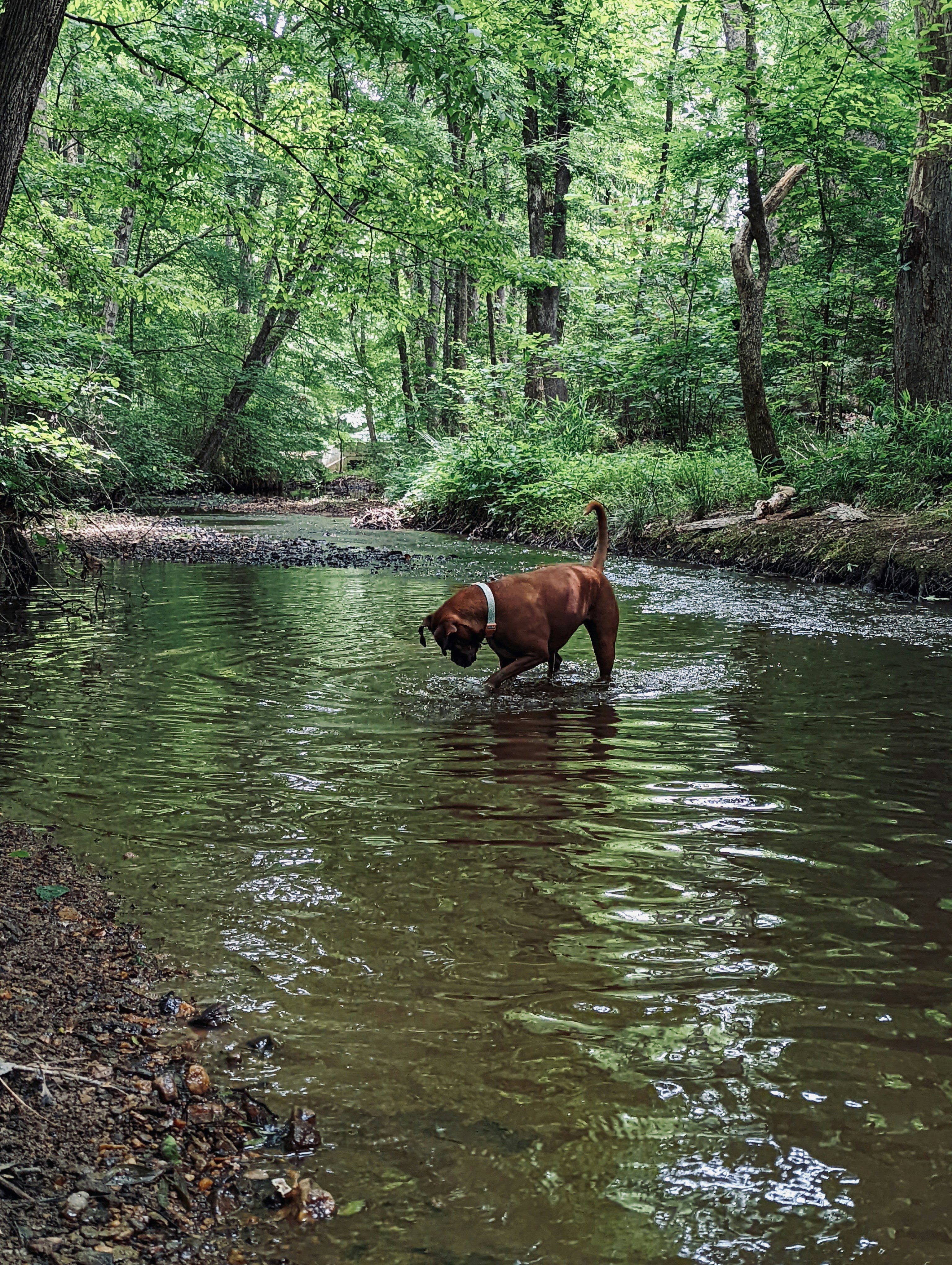 A brown dog standing in a river next to a forest