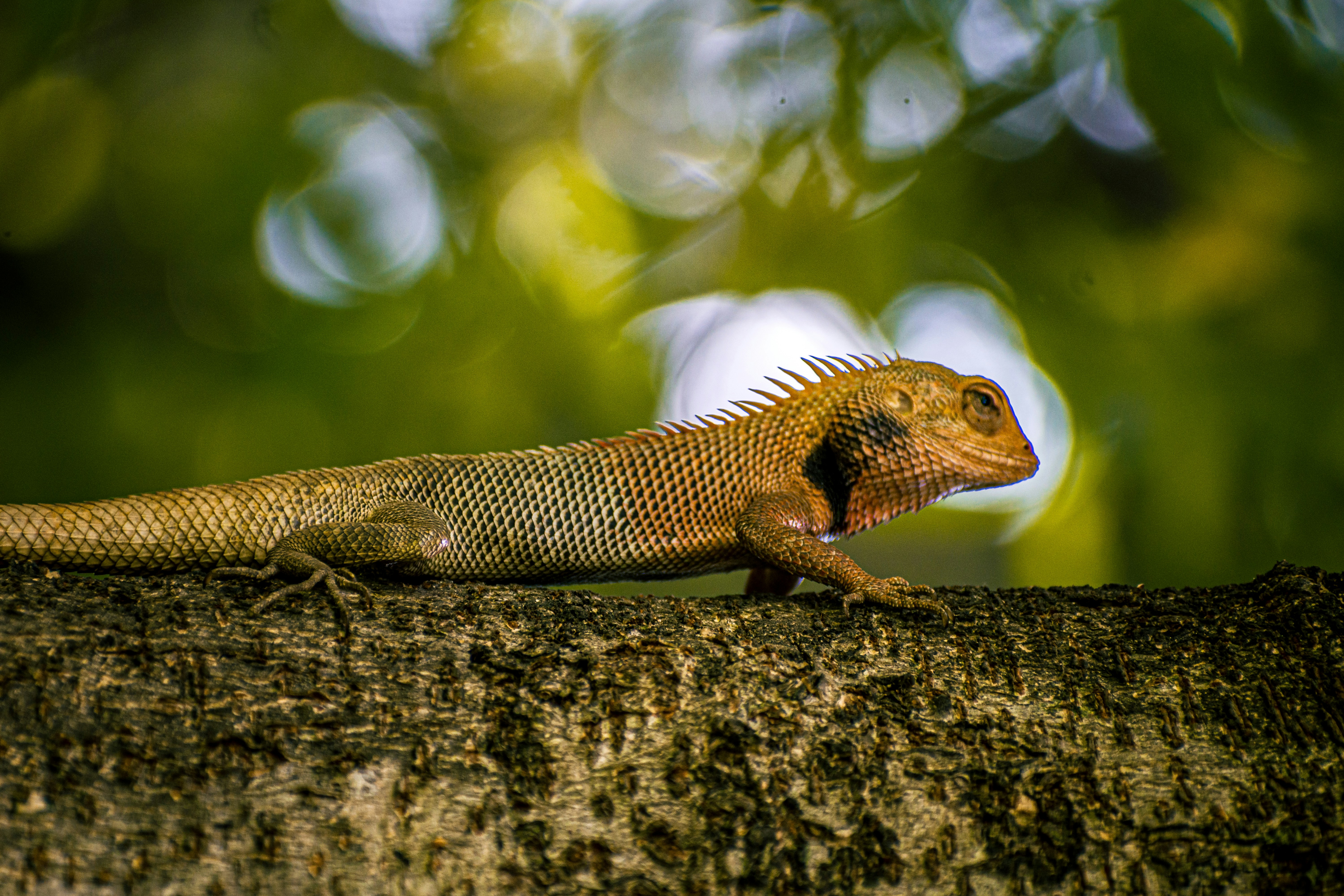 白い岩の上の黒と黄色のトカゲの写真 – Unsplashのバリ島の無料画像