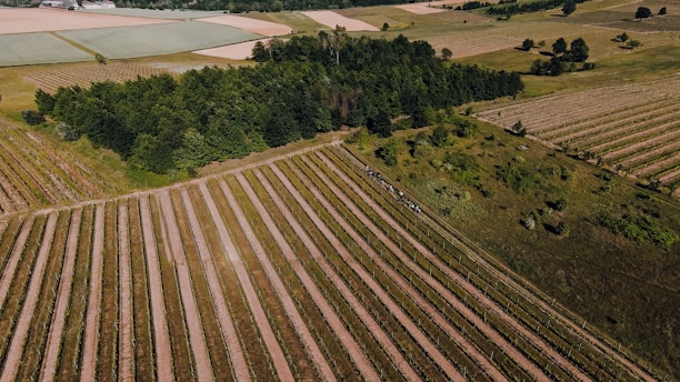 Aerial view of vast agricultural fields and modern processing facilities at Naip in Amuru.