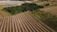 Aerial view of a vast agricultural landscape with neatly aligned fields bordered by dense green forest. The fields are divided into parallel rows, suggesting organized farming activities. In the distance, there are various patches of land possibly used for different types of crops.