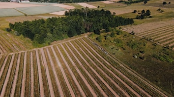 Aerial view of a vast agricultural landscape with neatly aligned fields bordered by dense green forest. The fields are divided into parallel rows, suggesting organized farming activities. In the distance, there are various patches of land possibly used for different types of crops.