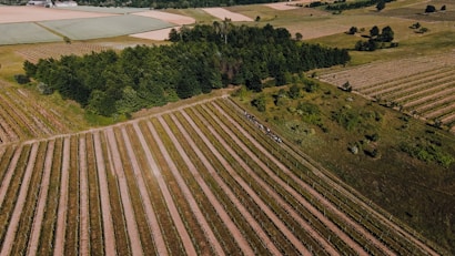 Aerial view of a vast agricultural landscape with neatly aligned fields bordered by dense green forest. The fields are divided into parallel rows, suggesting organized farming activities. In the distance, there are various patches of land possibly used for different types of crops.