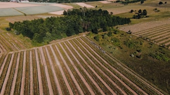 Aerial view of a vast agricultural landscape with neatly aligned fields bordered by dense green forest. The fields are divided into parallel rows, suggesting organized farming activities. In the distance, there are various patches of land possibly used for different types of crops.