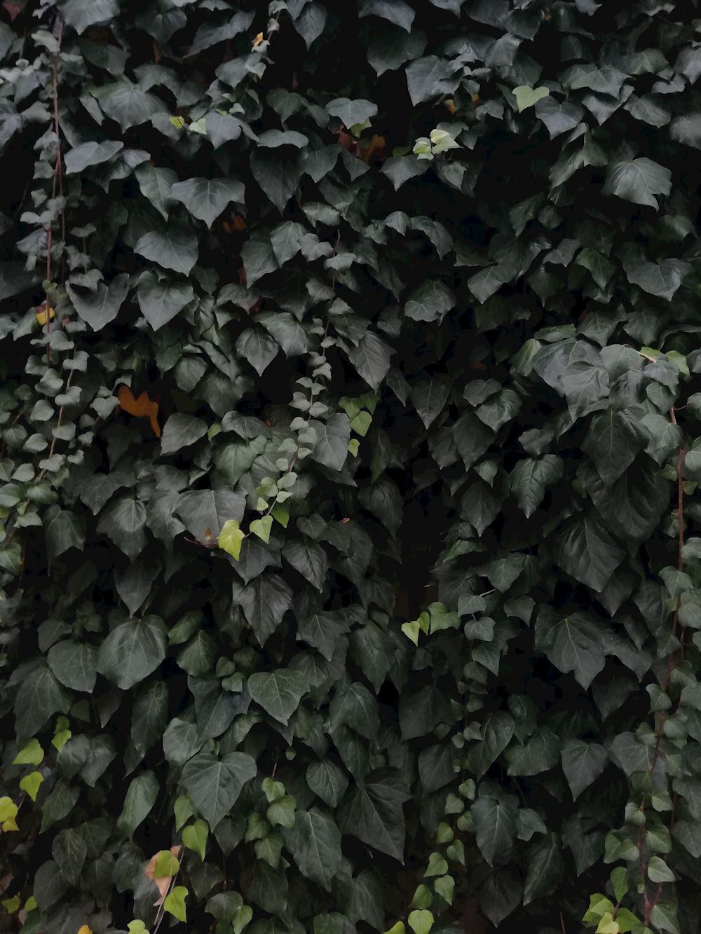 a very tall green plant with lots of leaves