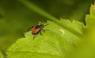 A close-up view of a tick on a green leaf. The insect has a reddish-brown body and black legs, standing out against the vibrant green of the leaf. The background is blurred, highlighting the focused details of the tick and the leaf's texture.