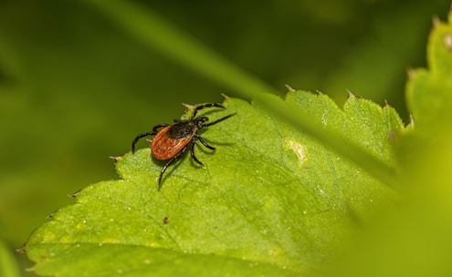 A close-up view of a tick on a green leaf. The insect has a reddish-brown body and black legs, standing out against the vibrant green of the leaf. The background is blurred, highlighting the focused details of the tick and the leaf's texture.