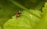 A close-up view of a tick on a green leaf. The insect has a reddish-brown body and black legs, standing out against the vibrant green of the leaf. The background is blurred, highlighting the focused details of the tick and the leaf's texture.