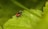 A close-up view of a tick on a green leaf. The insect has a reddish-brown body and black legs, standing out against the vibrant green of the leaf. The background is blurred, highlighting the focused details of the tick and the leaf's texture.
