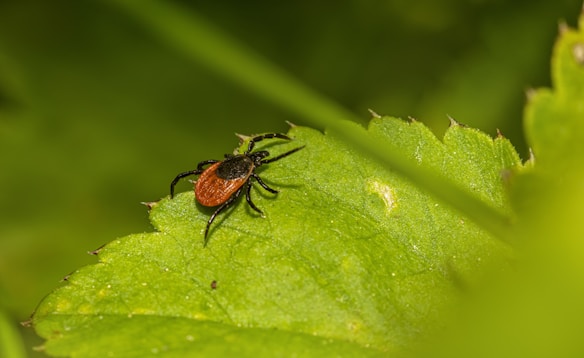 A close-up view of a tick on a green leaf. The insect has a reddish-brown body and black legs, standing out against the vibrant green of the leaf. The background is blurred, highlighting the focused details of the tick and the leaf's texture.