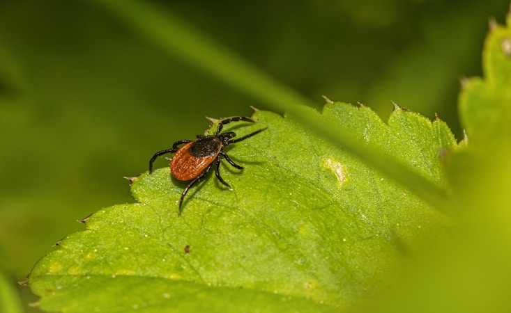 Understanding Lyme Disease: A Journey of Awareness and Healing