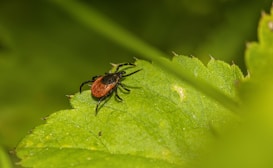 A close-up view of a tick on a green leaf. The insect has a reddish-brown body and black legs, standing out against the vibrant green of the leaf. The background is blurred, highlighting the focused details of the tick and the leaf's texture.