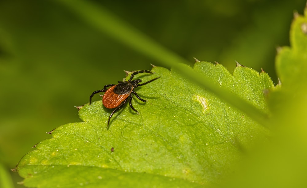 a red and black bug on a green leaf