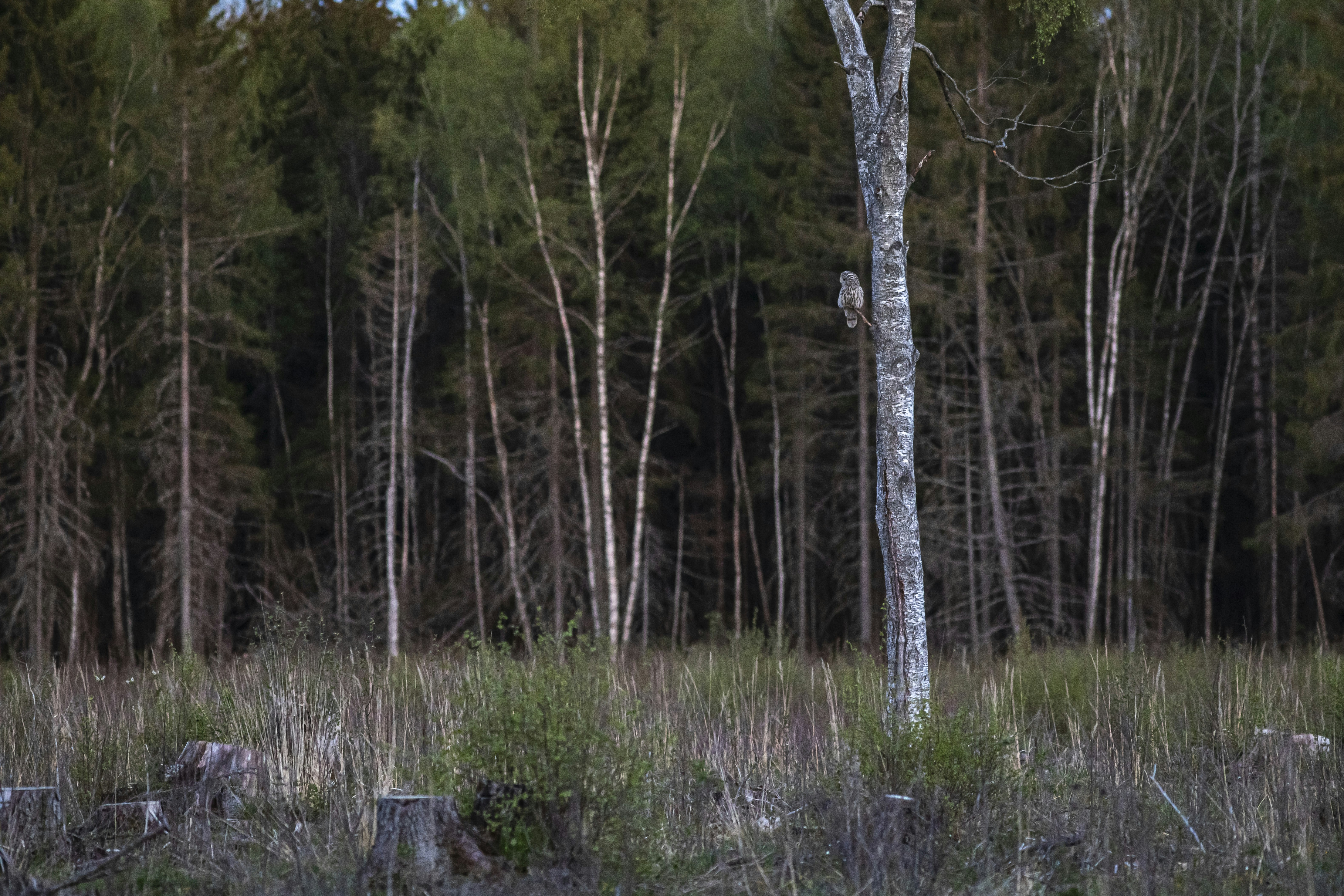 Photo by erik_karits