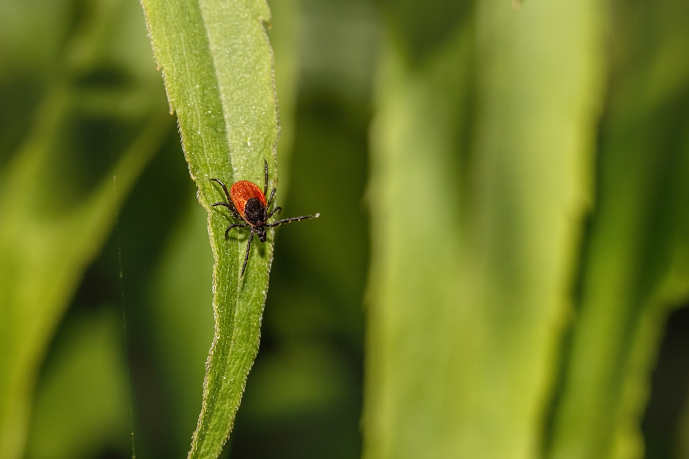 a red bug sitting on top of a green leaf