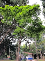 A lush green tree with a large canopy stands prominently, surrounded by other trees in a serene environment. Below the tree, a small house with a tiled roof and blue and white walls is nestled among the foliage.