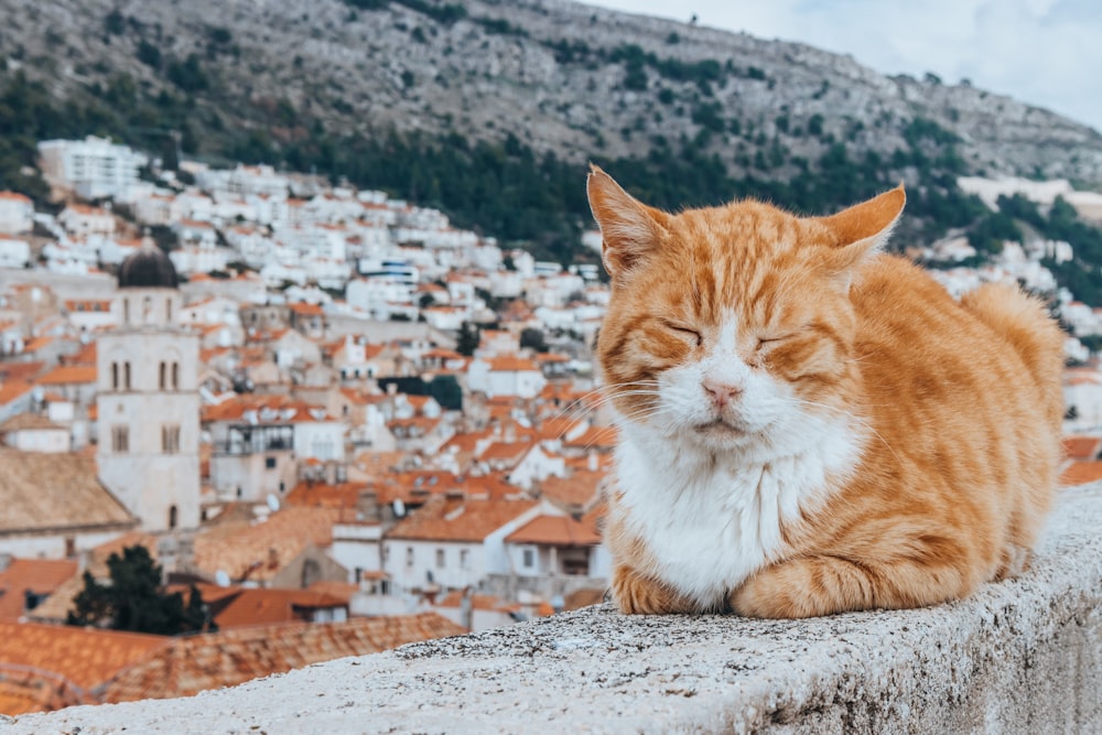 Un gato naranja y blanco sentado encima de una pared de piedra
