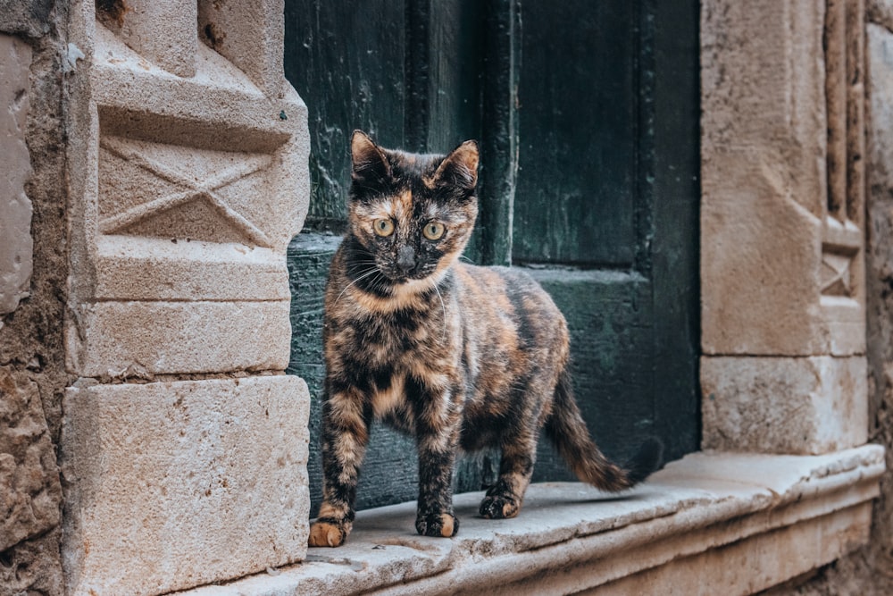 Un gato que está parado en una repisa