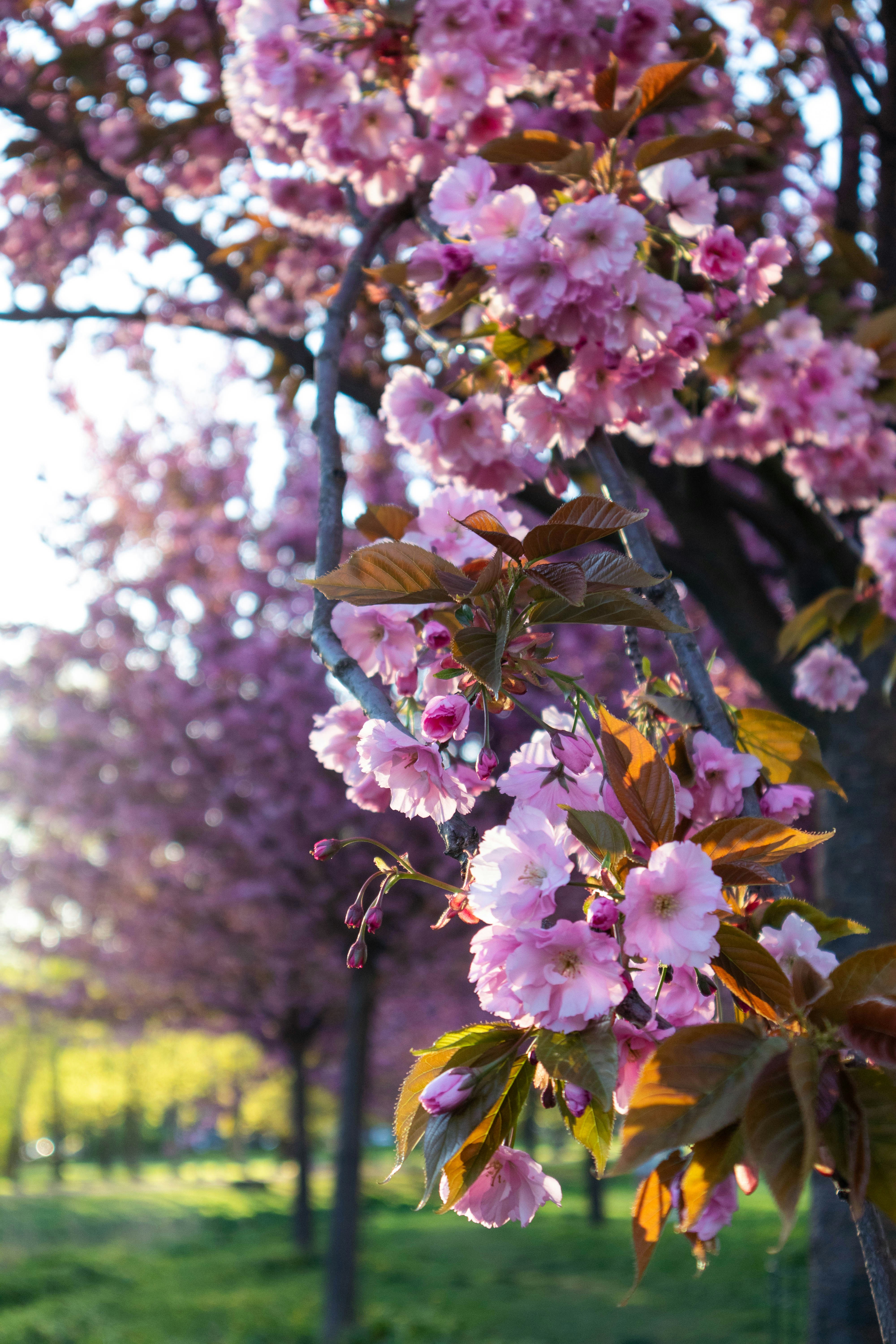 Photo by sofijastefa