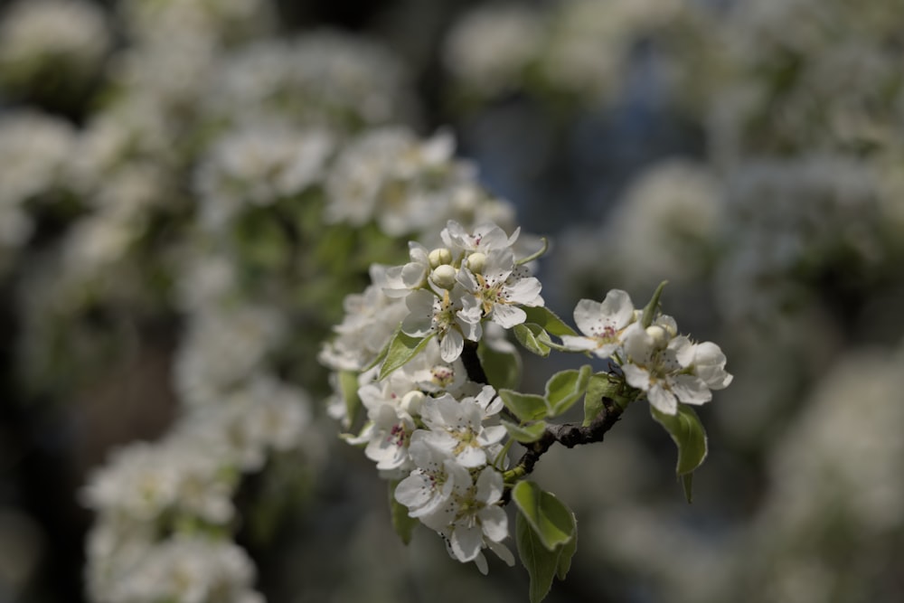 a branch of a tree with white flowers