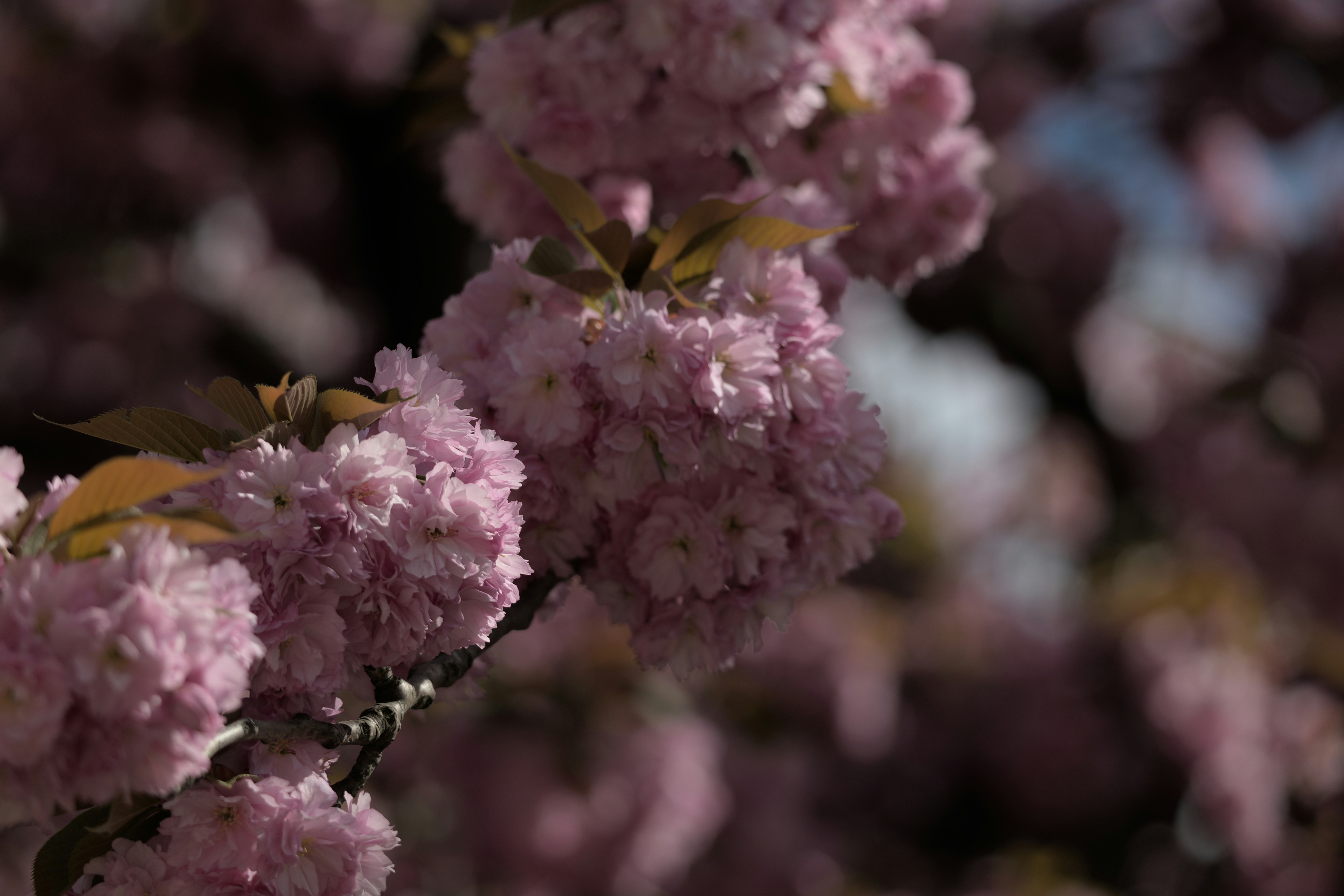 Photo by guillaumeg204