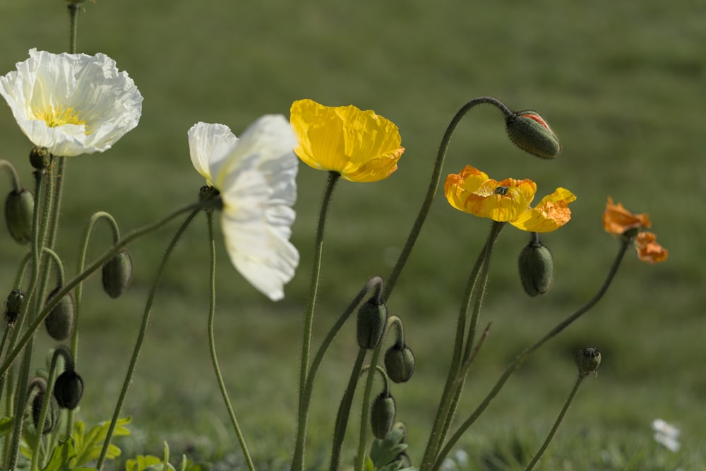 a bunch of flowers that are in the grass