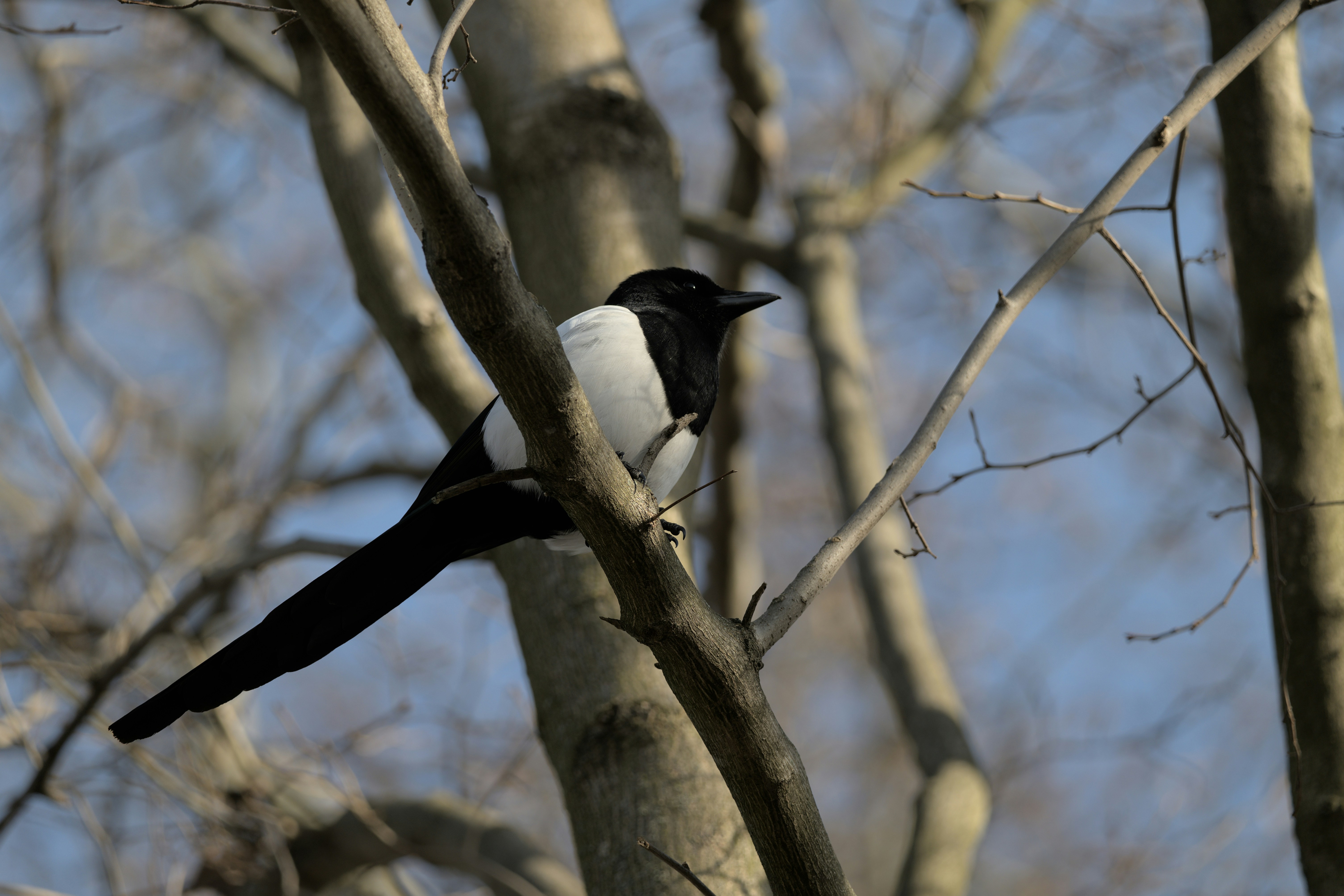 Photo by guillaumeg204