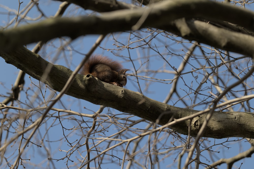 a squirrel is sitting on a branch of a tree