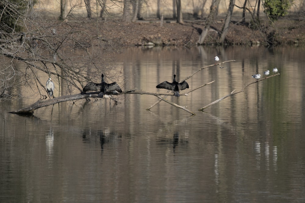 a group of birds sitting on top of a tree branch