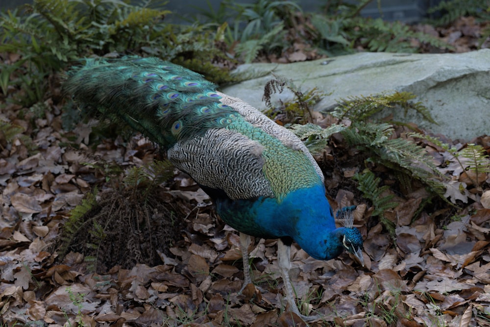 a blue and green bird with feathers on the ground