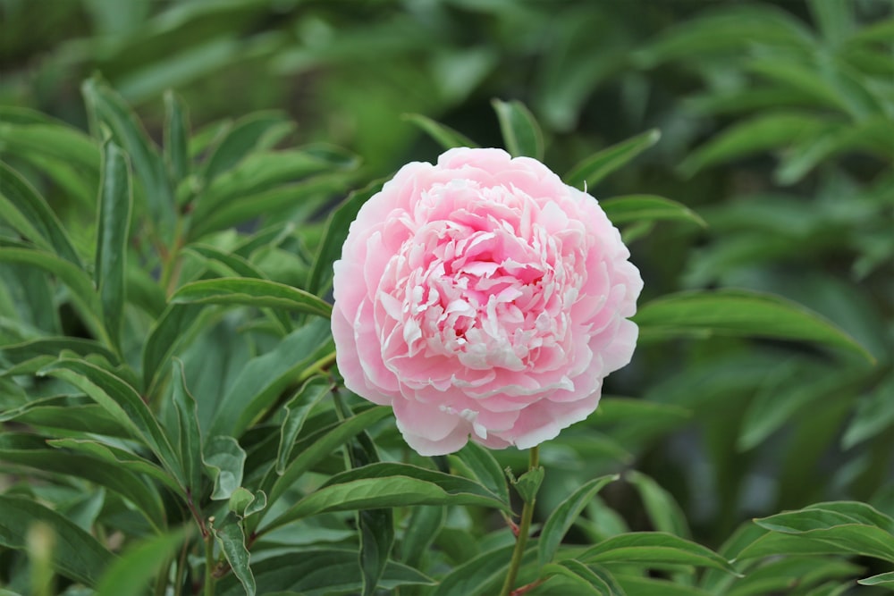 a pink flower with green leaves in the background