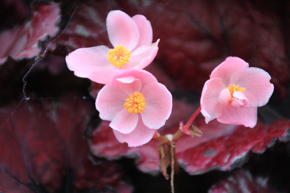 a couple of pink flowers sitting on top of a lush green plant