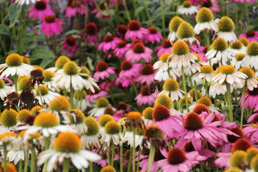 a bunch of flowers that are in the grass