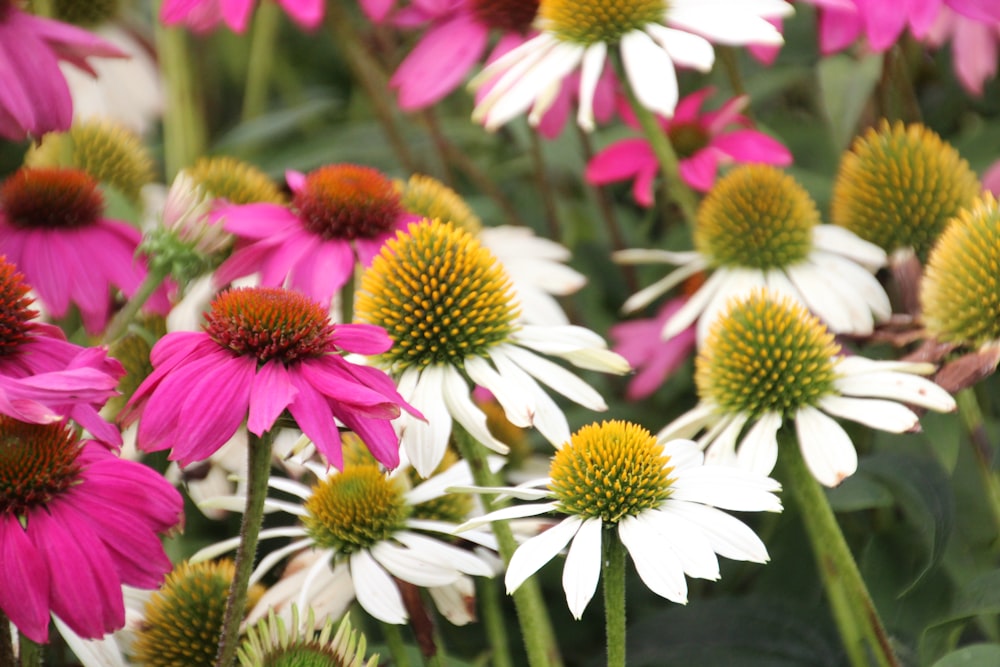 a bunch of pink and white flowers in a field